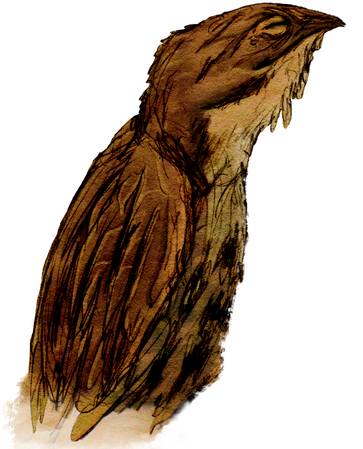 Urutau illustration for Wikimedia Commons